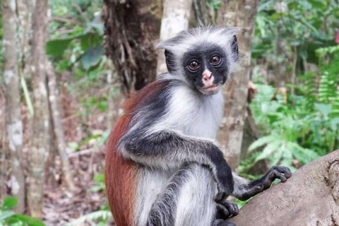 Forêt de Jozani à Zanzibar, grotte de Saalam, Stonetown et marché nocturneAvec prise en charge à l'hôtel, aucun droit d'entrée n'est inclus.