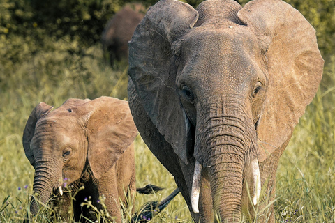 Tarangire Eco-Safari: Wildlife & Community Adventure