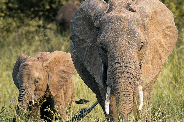 Tarangire Eco-Safari: Wildlife & Community Adventure