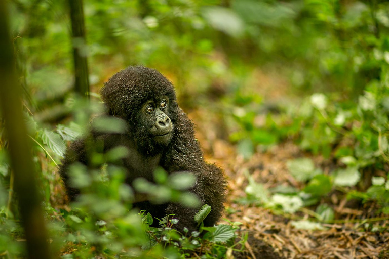 Tagestour: Gorillatrekking in Musanze