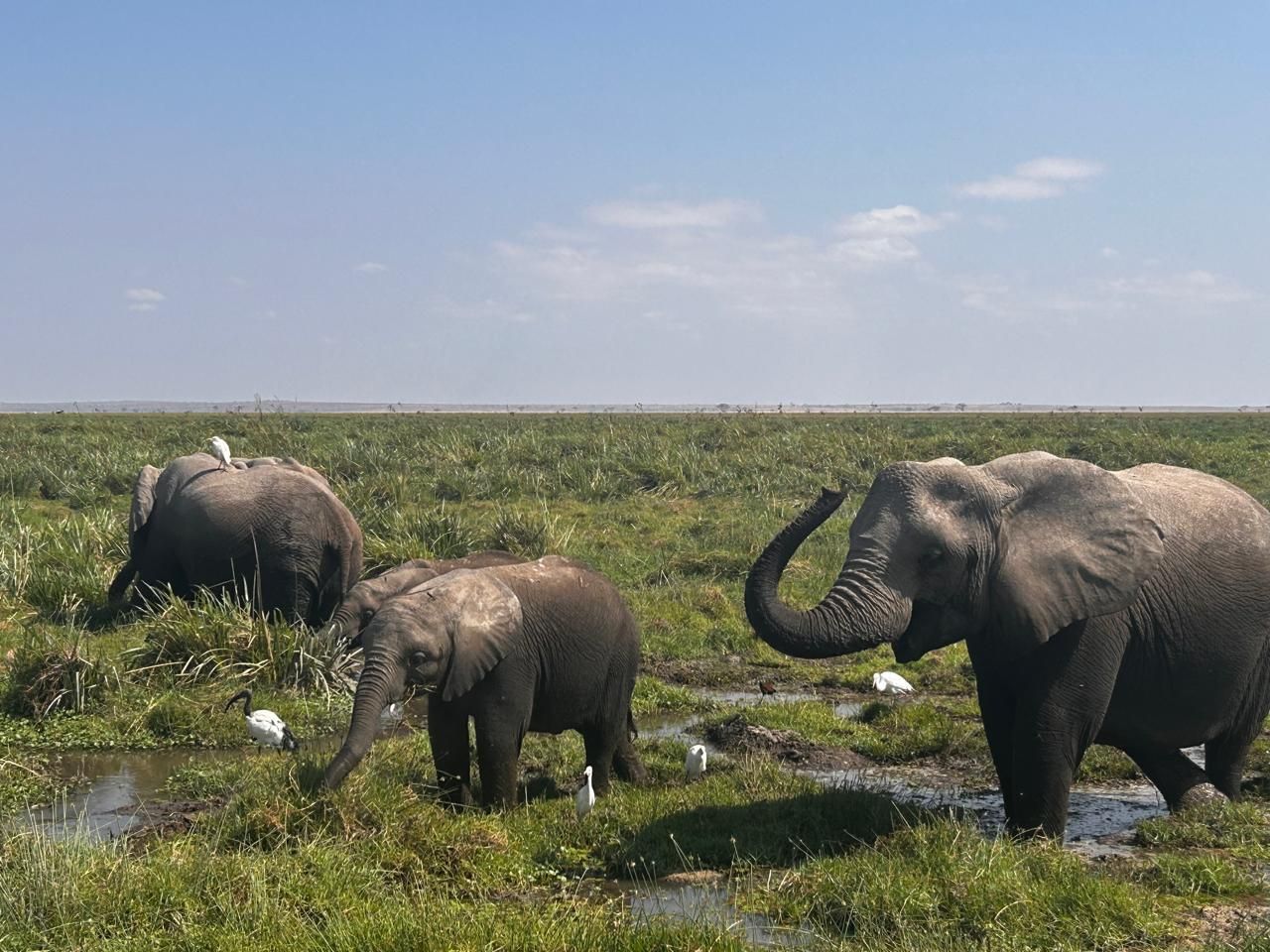4-tägige Safari im Tsavo-East- und West-Nationalpark sowie im Amboseli-Nationalpark