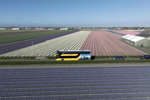 Tulip Experience and Tulip Fields Tour from Amsterdam