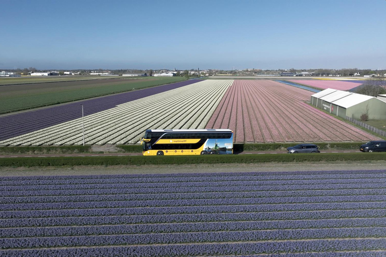 Tulip Experience and Tulip Fields Tour from Amsterdam