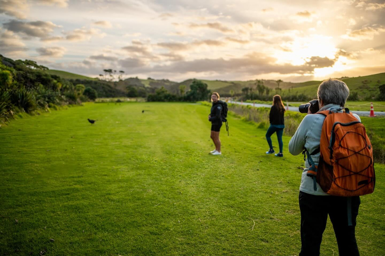 From Auckland: Kiwi Wilderness Experience Guided Tour