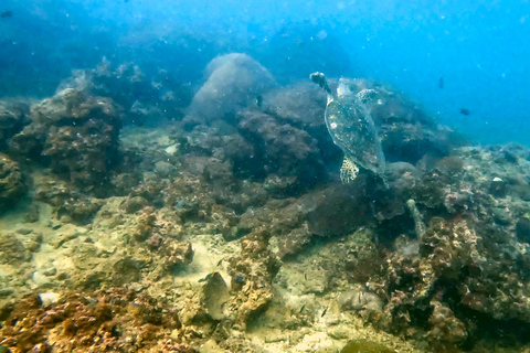 Dykning från fantastiskt korallrev i hjärtat av Phuket