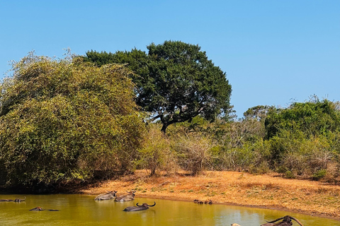 Sigiriya, Dambulla, 2 day tour with Minneriya safari