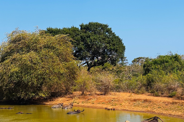 Sigiriya, Dambulla, 2 day tour with Minneriya safari