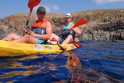 Teneriffa: Kajak-Safari mit hoher Wahrscheinlichkeit, Wildtiere zu sehen, & Schnorcheln