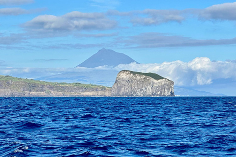 Isola di Faial: Tour unico in barca al vulcano Capelinhos