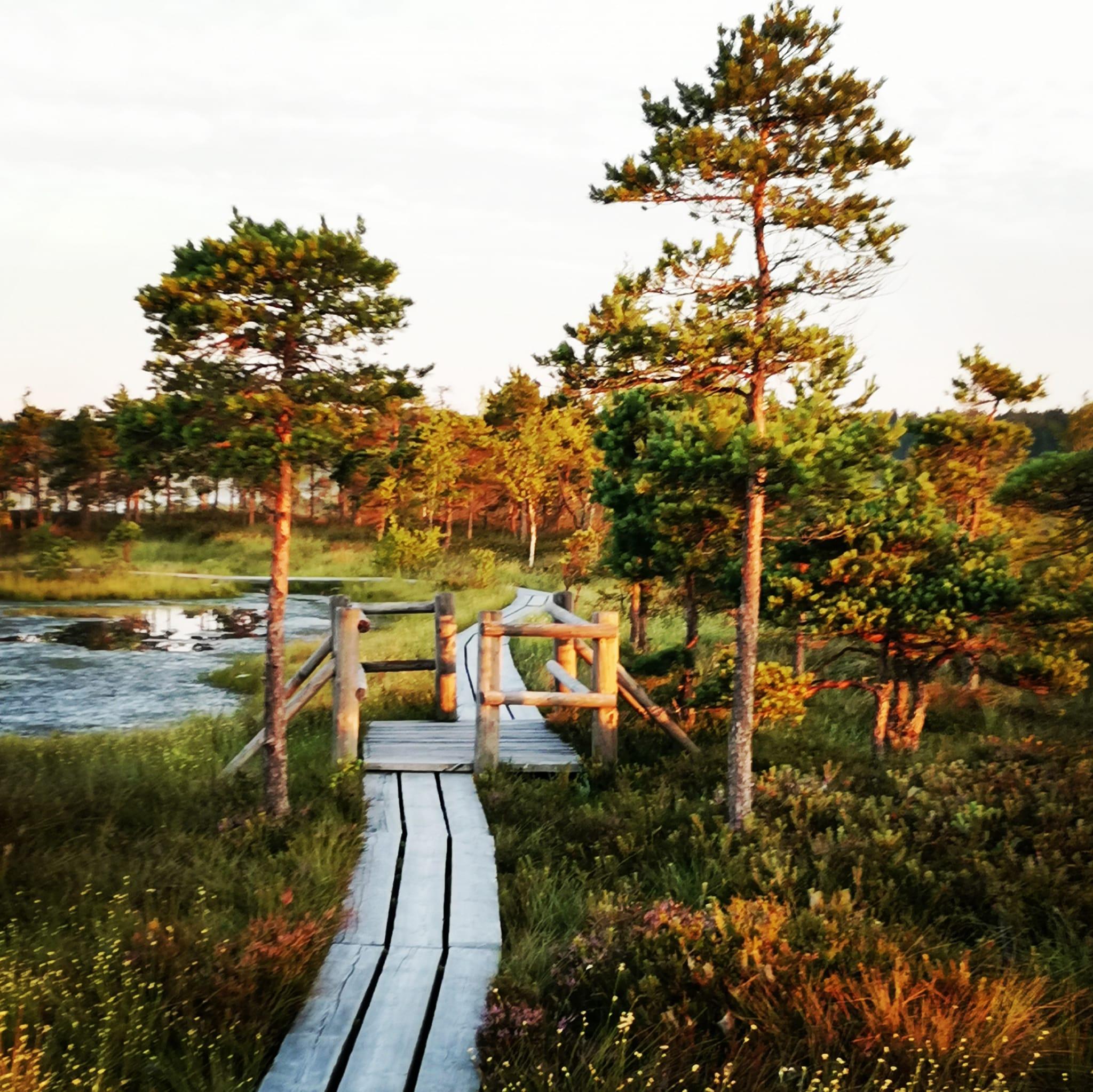 Moorpfad im Kemeri-Nationalpark bei Riga
