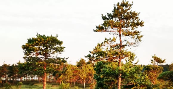 Moorpfad im Kemeri-Nationalpark bei Riga
