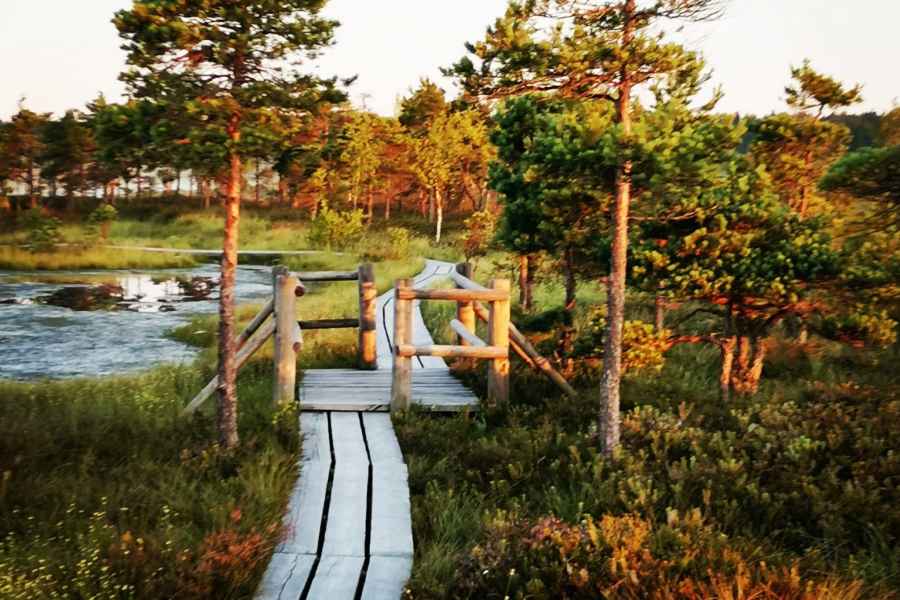 Moorpfad im Kemeri-Nationalpark bei Riga. Foto: GetYourGuide