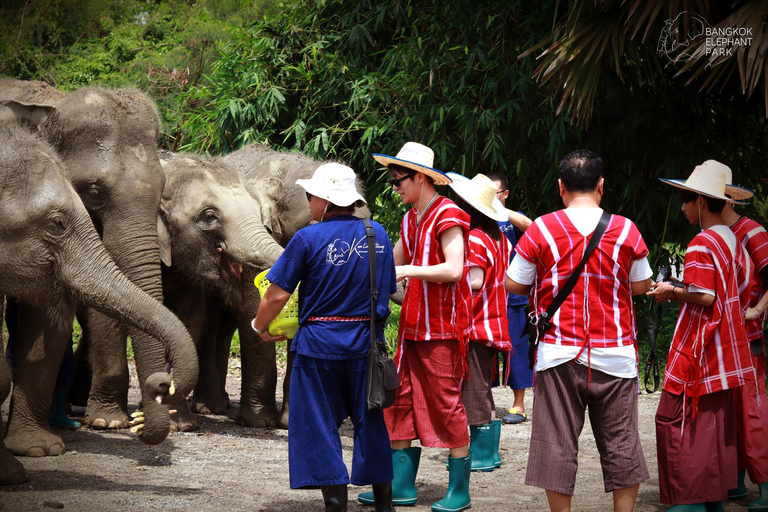 Parc des éléphants de Bangkok : expérience avec les éléphants en HD (sans transfert)HD Bangkok Elephant Care sans transfert