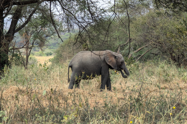 Tansania Wild Explorer