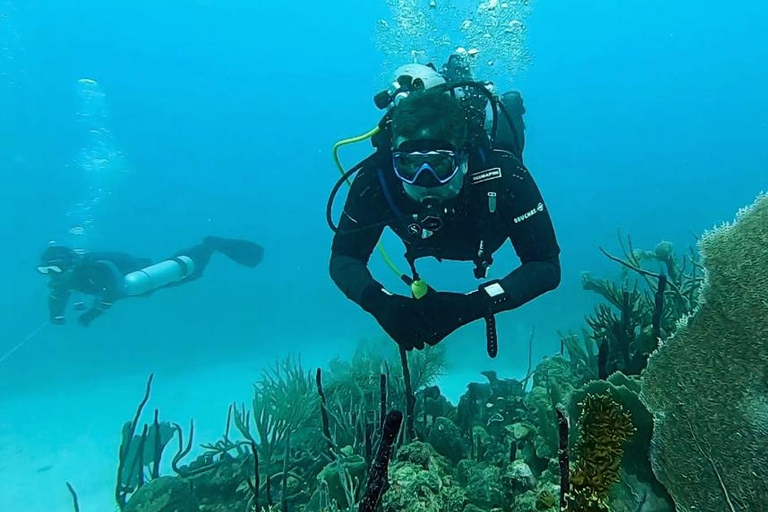 Mergulho na Ilha Catalina: 2 tanques - 2 pontos