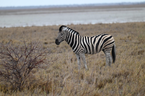 Windhoek: 3-Day Guided Safari in Etosha with Lodge