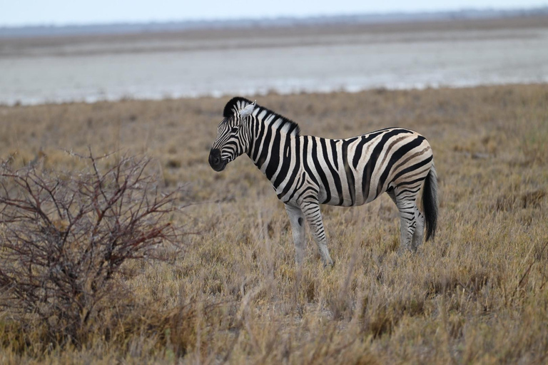Windhoek: 3-Day Guided Safari in Etosha with Lodge