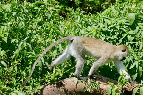 Arusha: Vandringssafari i Arusha nationalpark