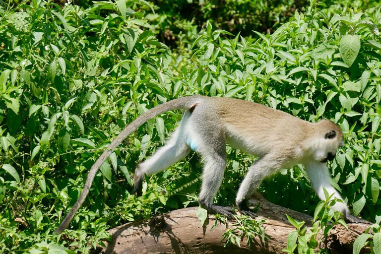 Arusha: Mount Meru 3-Day Trekking Tour with Accommodation