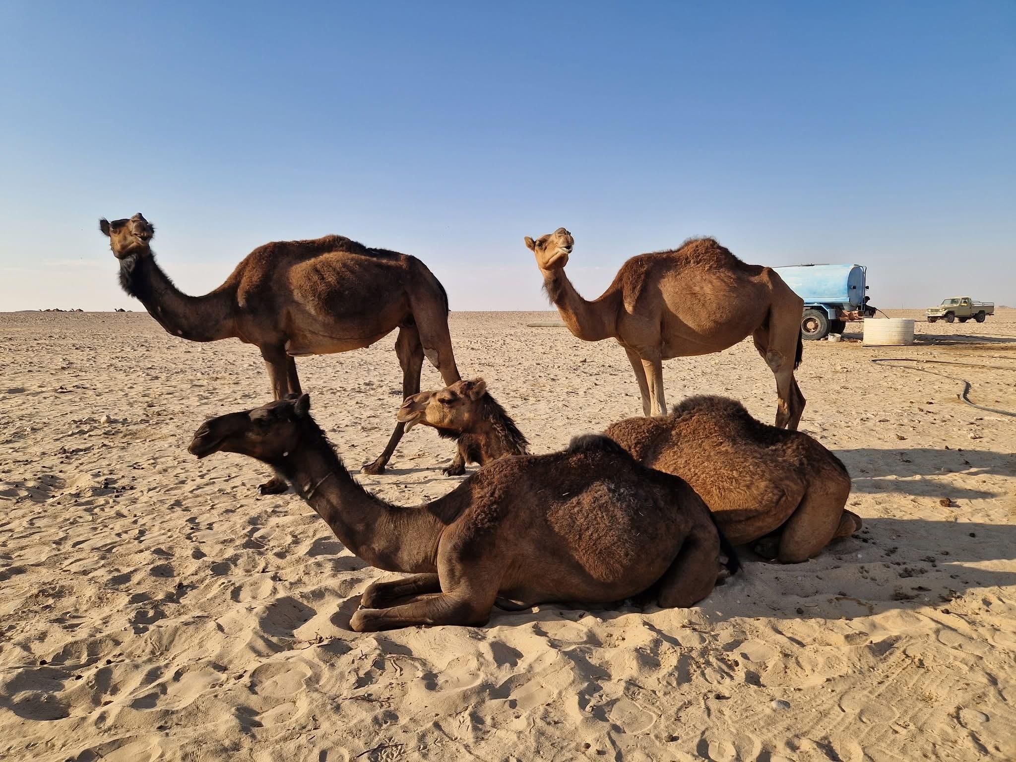 Salalah: Wüstenabenteuer in Rub al-Chali zu den Hashman-Dünen