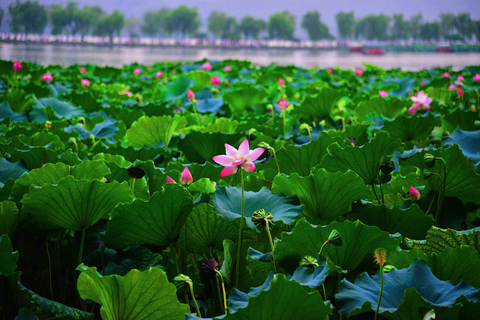 Hangzhou: Wycieczka 1-dniowa nad Jezioro Zachodnie i plantację herbaty