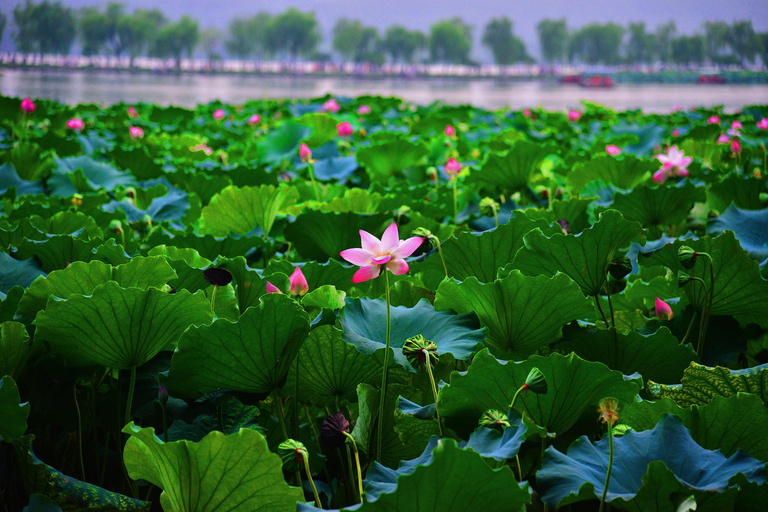 Hangzhou: Tagestour zum Westsee und zur Teeplantage