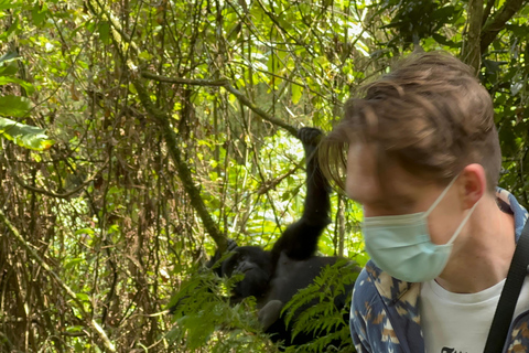 1-Day Rwanda Gorilla Trekking Volcanoes National Park