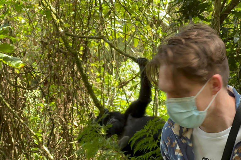 1-Day Rwanda Gorilla Trekking Volcanoes National Park