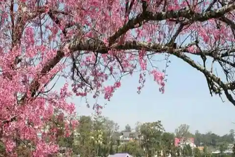 Nha Trang: Entdecke Dalat Stadt 2 Tage lang mit Sightseeing