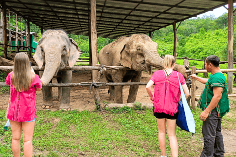 Chiang Mai: Elephant Sanctuary & Watch Sunrise at Temple