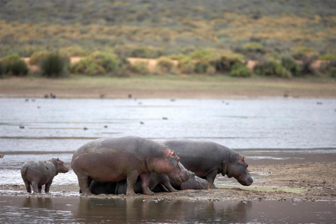 4-Day Private Highlights Tour & Overnight Big5 Aquila Safari 4-Day Private Highlights Tour & Overnight Big5 Safari Aquila