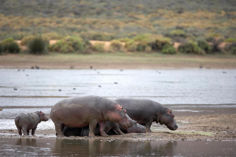 4-Day Private Highlights Tour & Overnight Big5 Aquila Safari 4-Day Private Highlights Tour & Overnight Big5 Safari Aquila