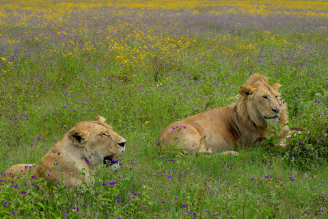 Arusha: Ngorongoro Crater Full-Day Safari Ngorongoro Crater: Full Day Safari