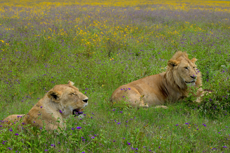 Arusha: Ngorongoro Crater Full-Day Safari Ngorongoro Crater: Full Day Safari
