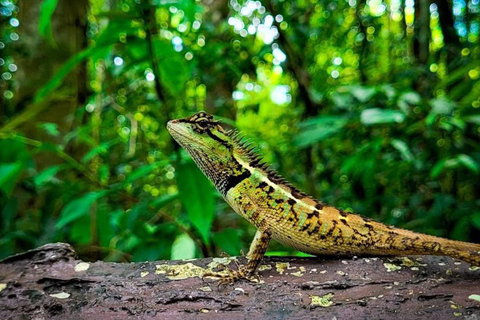 Krabi: Grotta della Tigre, sorgenti termali e tour della giungla della piscina di smeraldoKrabi: tour nella giungla della Grotta della Tigre, delle sorgenti termali e della Piscina