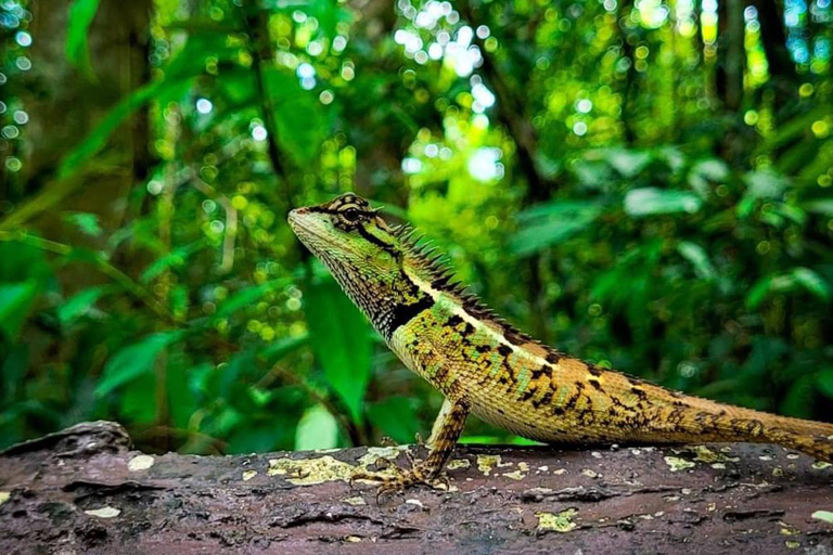 Krabi: Grotta della Tigre, sorgenti termali e tour della giungla della piscina di smeraldoKrabi: tour nella giungla della Grotta della Tigre, delle sorgenti termali e della Piscina