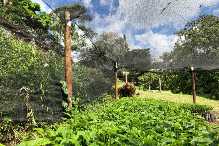 Medellín: Coffee Farm Tour Santa Bárbara, Antioquia (Share)