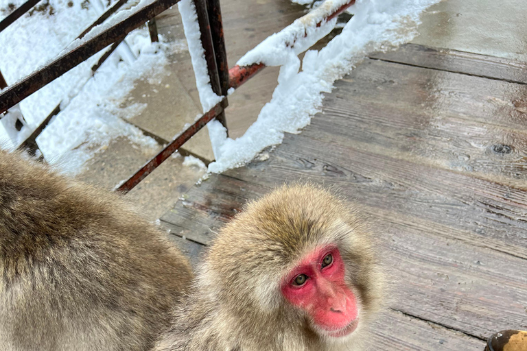 Depuis Tokyo : Excursion d&#039;une journée au parc des singes des neiges de Nagano et au temple Zenkoji