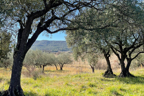 Montpellier:Journée Huile d'Olive, Vin, St Guilhem le Désert