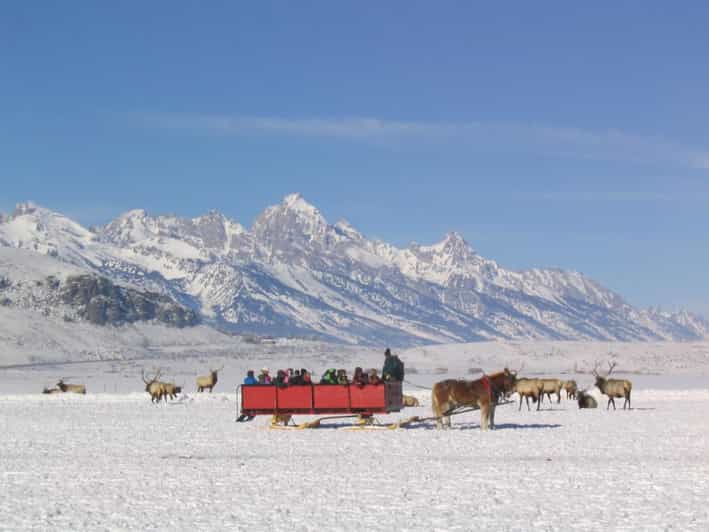 Jackson: National Elk Refuge Sleigh Ride