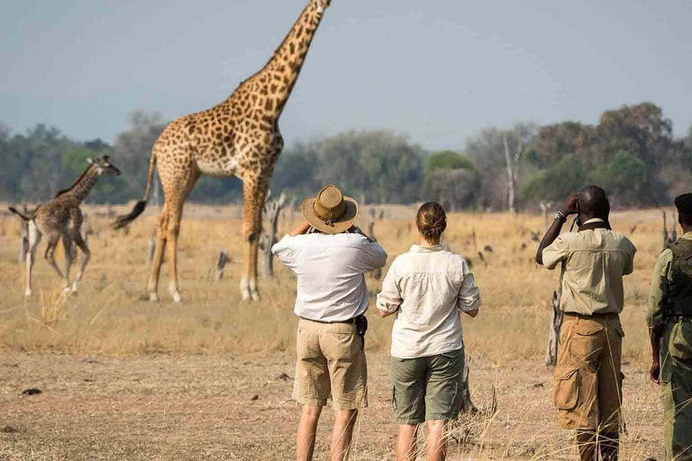 Safari de 1 jour dans le parc national du lac Manyara