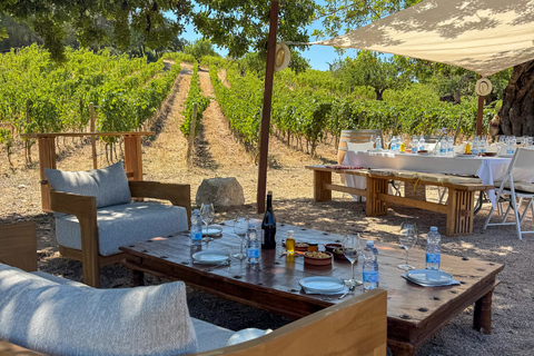 Mallorca: Wine Tasting, Vineyard Tour & Luxury Tapas