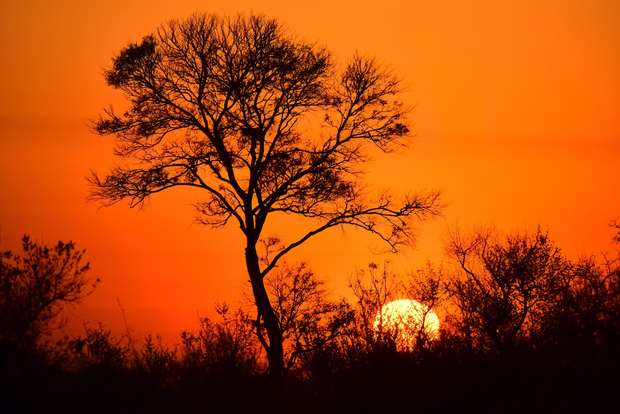 Ab Johannesburg: Safari-Tagestour im Kruger-Nationalpark