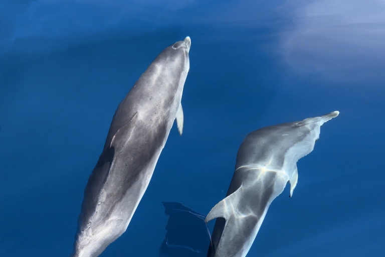 Fuerteventura : Experiencia con delfines en zodiacFuerteventura : experiencia con delfines