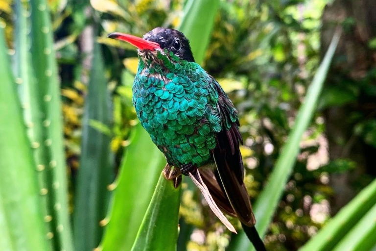 Rick’s Cafe and Barney's Hummingbird Garden Tour From Negril