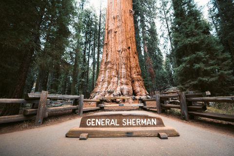 Sequoia National Park & Crystal Cave Tour from San Francisco Private Group 1-5