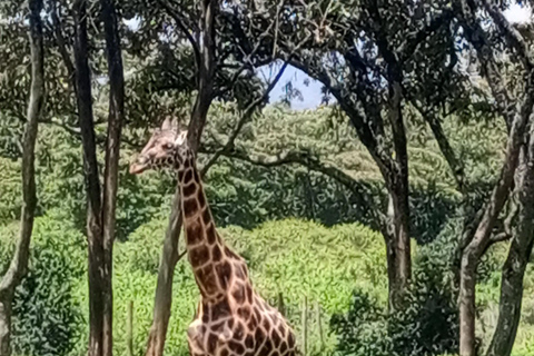 Parque Nacional de Nairóbi Orfanato de bebês elefantes Centro de girafas