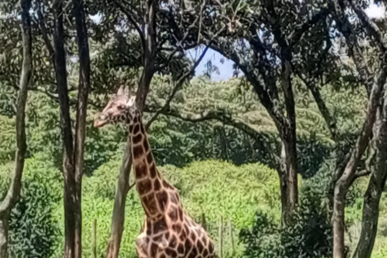 Parque Nacional de Nairóbi Orfanato de bebês elefantes Centro de girafas