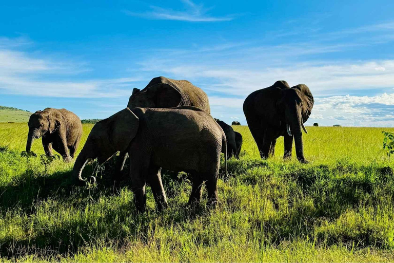 Nairobi:5Days Maasai Mara,Lake Nakuru &Naivasha Group Safari Accomodation Upgrade