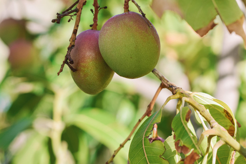 Mojo Workshop and botanical walk
